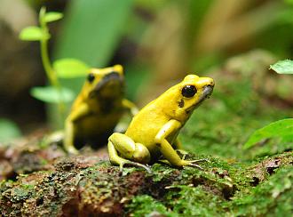 Klicke auf die Grafik für eine vergrößerte Ansicht

Name: 1280px-Phyllobates-terribilis.jpg
Ansichten: 269
Größe: 329,3 KB
ID: 711794