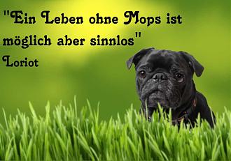 Klicke auf die Grafik für eine vergrößerte Ansicht

Name: ?u=https%3A%2F%2Fwww.mops.de%2Fwp-content%2Fuploads%2F2017%2F12%2FEin-Leben-Ohne-Mops-ist-moeglich-aber-sinnlos-Loriot.jpg&amp;f=1&amp;nofb=1&amp;ipt=6e7bdea4d299ecff96035799f90c29567abda78a159a655f98b642e811f31520&amp;ipo=images.jpg
Ansichten: 674
Größe: 105,1 KB
ID: 714945